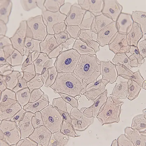boogers are made of dead skin cells