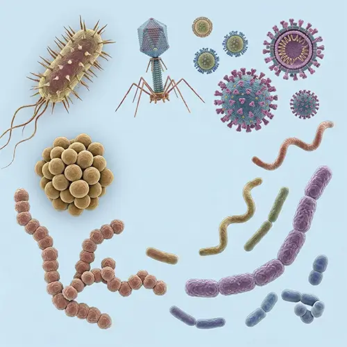 boogers are made of germs