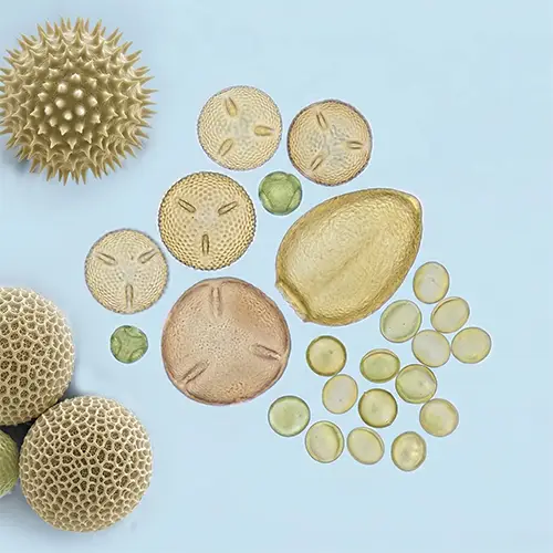 boogers are made of pollen